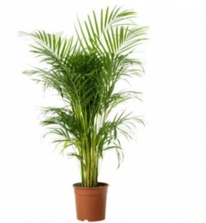 Areeca Palm