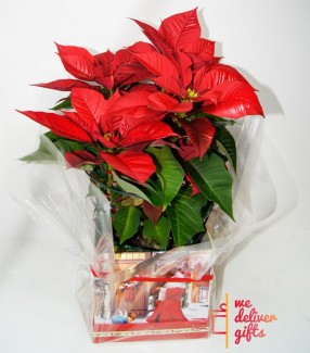 The Red Poinsettia Basket