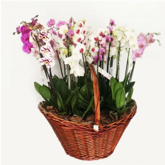 Large orchid arrangement Basket