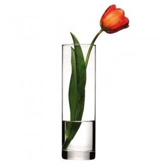 Tulip in a Big Vase
