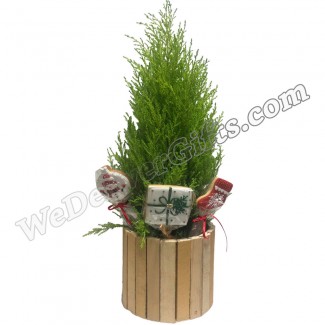 Decorative Christmas Plant