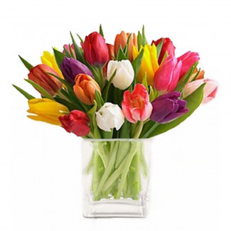 Multicolored Tulips in Cube Vase