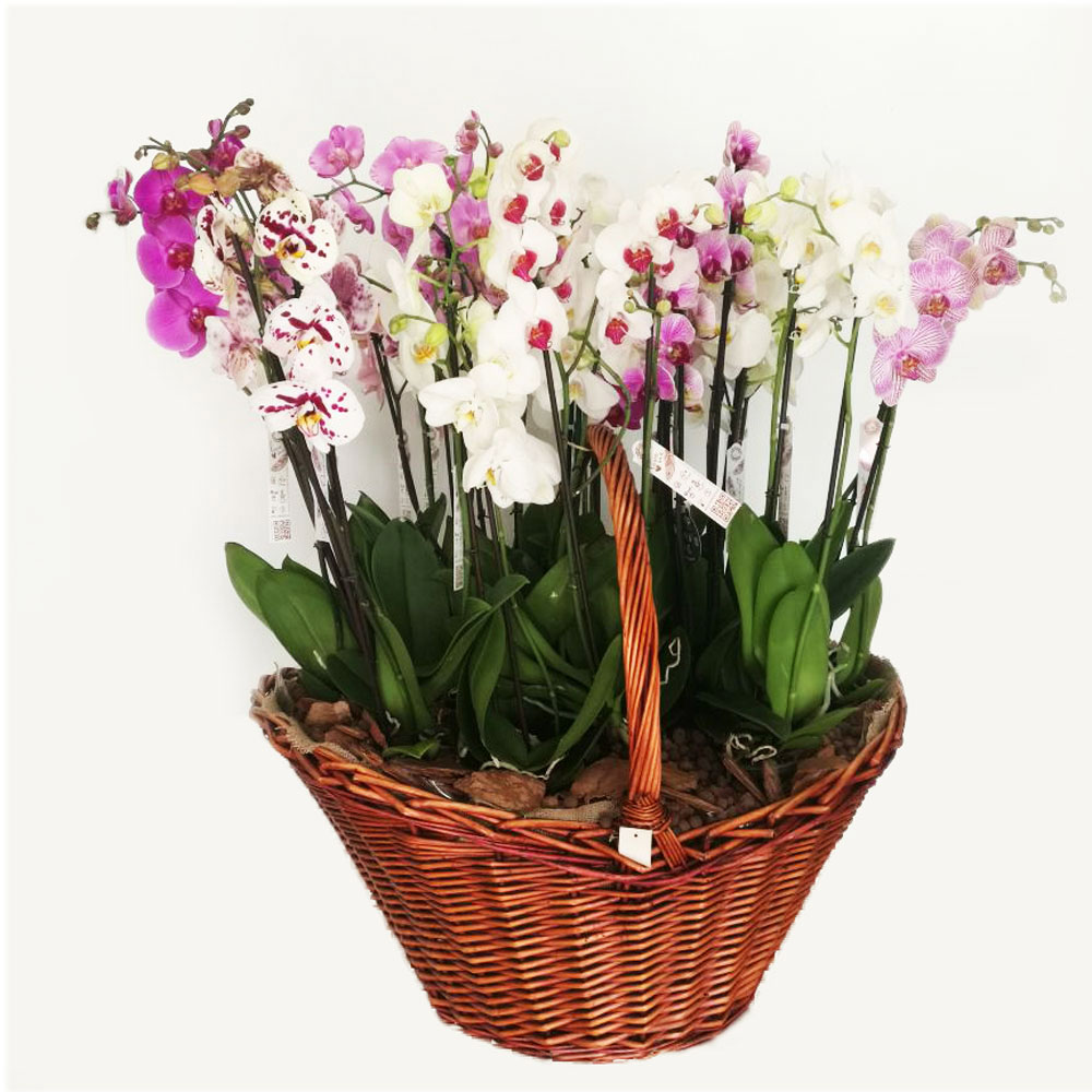 Large orchid arrangement Basket WeDeliverGifts