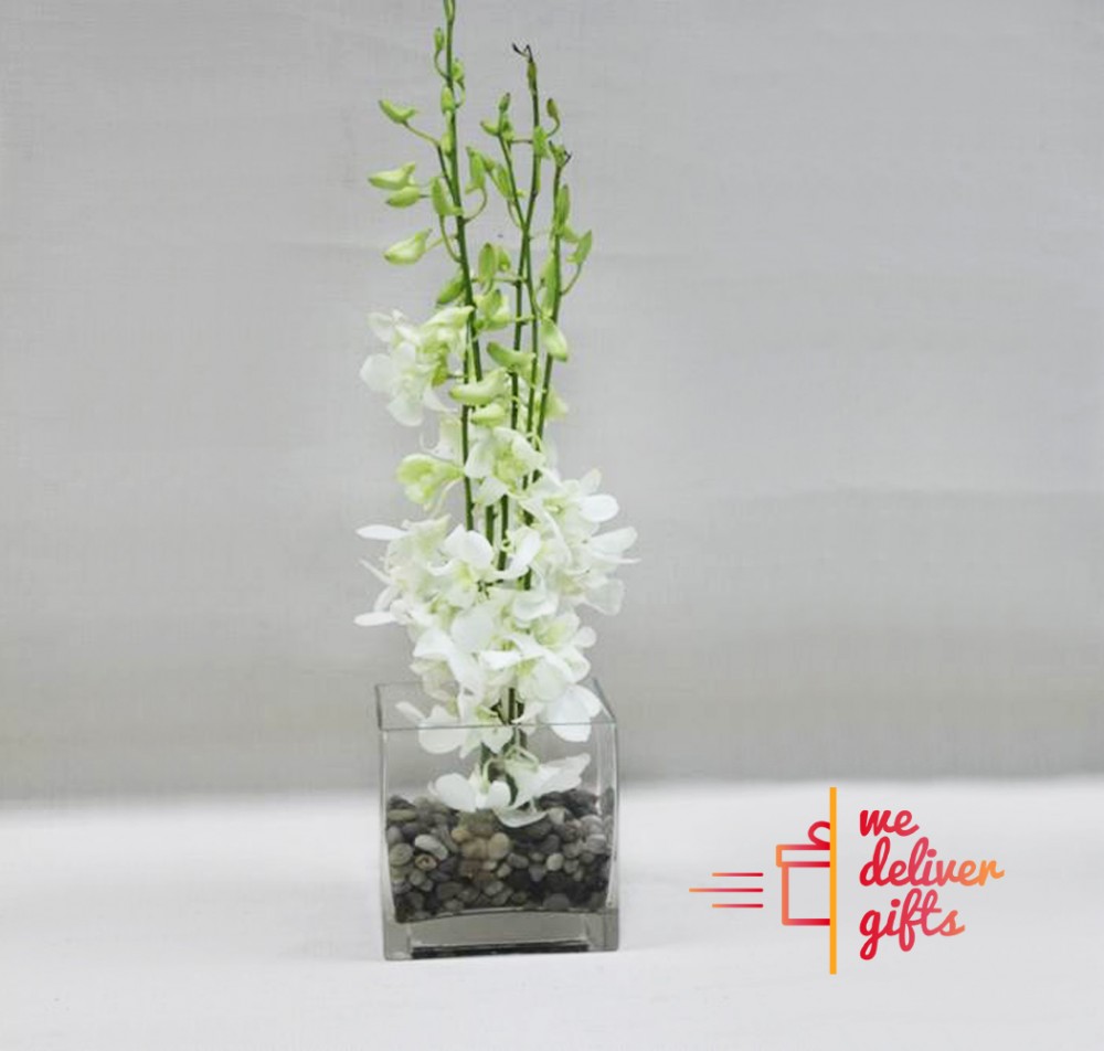 Orchid sprout Flowers We deliver gifts Lebanon